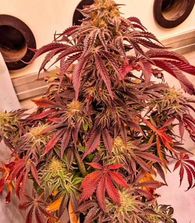 Семена сорта Jungle Lava fem (Original Sensible Seeds)