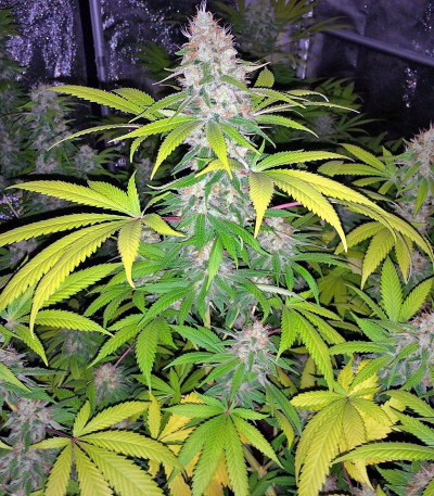 Семена сорта Mohan Ram fem (Sweet Seeds)