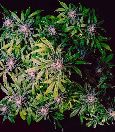 Семена сорта Sexy Cinderella Auto fem (Семяныч)