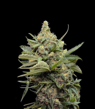 Семена сорта MAXI GOM auto fem