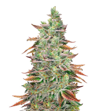Семена сорта Banana Purp fem (Medical Seeds)