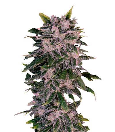 Семена сорта Sweet Zenzation XL Auto fem (Sweet Seeds)