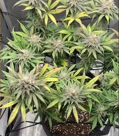 Семена сорта Fullgas fem (Green House Seeds)