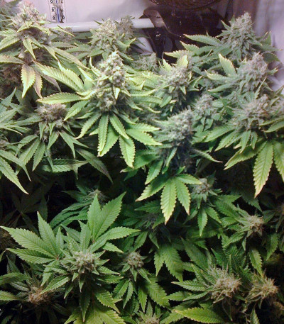 Семена сорта Ice Cream fem (Paradise Seeds)
