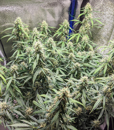 Семена сорта Original Auto Sour Diesel fem (FastBuds)