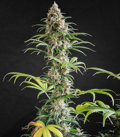 Семена сорта Peanut Butter OGKB fem (Original Sensible Seeds)