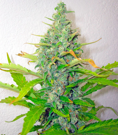 Семена сорта Skunk + (Power Skunk) fem (Kannabia Seeds)