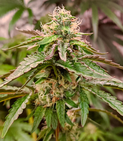 Семена сорта Gusher fem (7CH American)