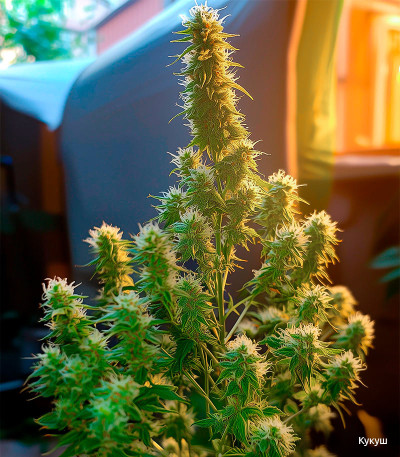 Семена сорта Gorilla fem (Семяныч)