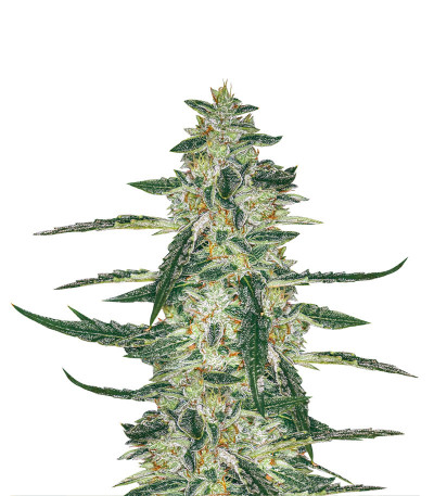 Семена сорта Sugar Bomb Punch fem (Dutch Passion)