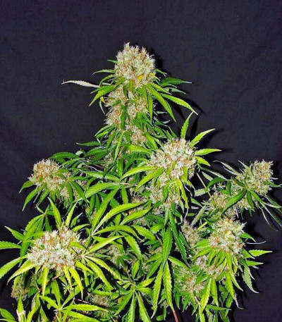 Семена сорта White Widow X The Ultimate reg