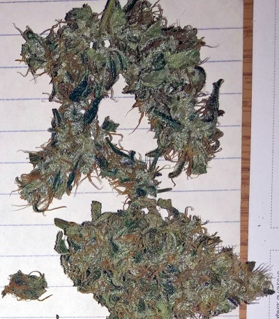 Семена сорта Blue Mystic fem (Nirvana Seeds)