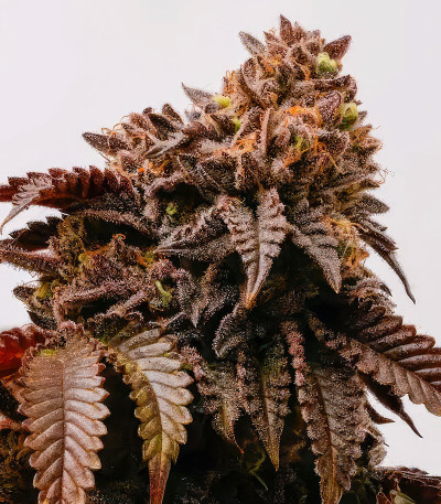 Семена сорта Polar Gelato Auto fem (Silent Seeds)