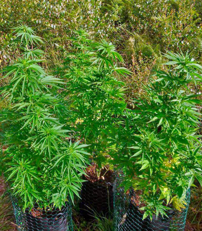 Семена сорта Thai Fantasy Max Auto fem