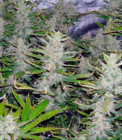 Семена сорта Cream Mandarine Auto fem (Sweet Seeds)