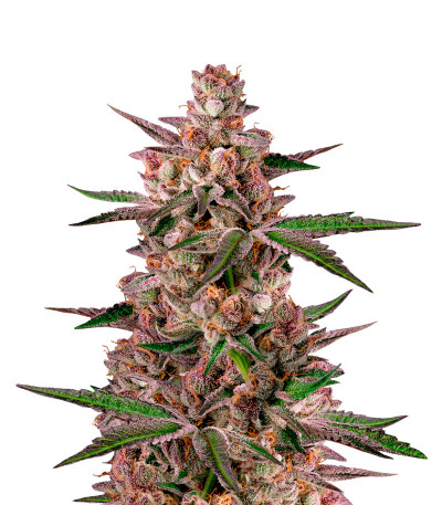 Семена сорта Gorila fem (Pyramid Seeds)