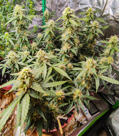 Семена сорта Super Lemon Haze Auto (Семяныч)