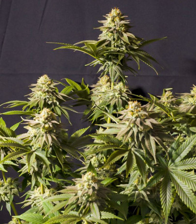 Семена сорта Orange Sherbet FF fem (FastBuds)