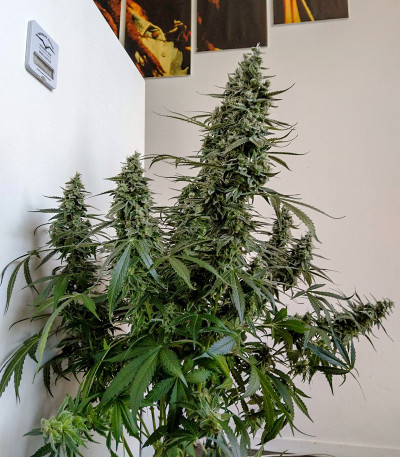 Семена сорта Auto Banana Blaze (Dutch Passion)