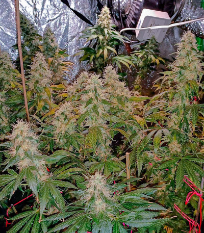 Семена сорта Blueberry Hill fem (Herbies Seeds)