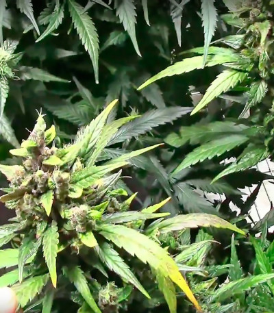 Семена сорта Dizzy Lights Auto fem (Dr. Krippling Seeds)