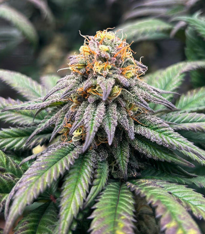 Семена сорта End Game R2 fem (Ethos Genetics)