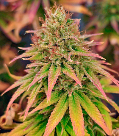 Семена сорта Lemon Drizzle fem (Barney's Farm)