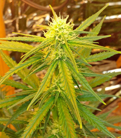 Семена сорта White Cheese Autoflowering fem (Dinafem Seeds)