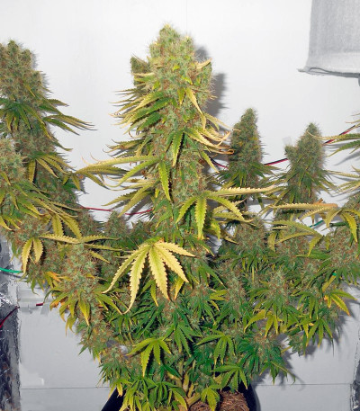 Семена сорта Power Plant reg (Dutch Passion)