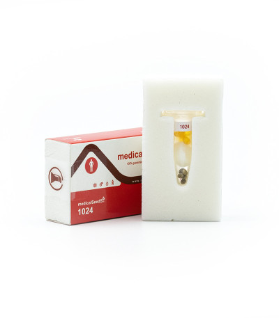 Семена сорта 1024 fem (Medical Seeds)