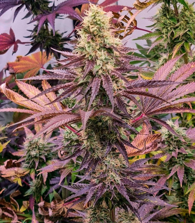 Семена сорта Gelato #45 fem (Barney's Farm)