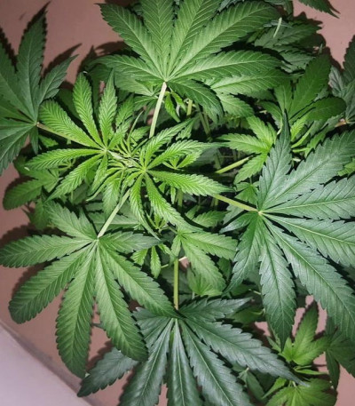 Семена сорта Kali & the Chocolate Factory fem (KFC Seeds)