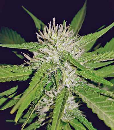 Семена сорта Sapphire OG fem (Humboldt Seed Organization)