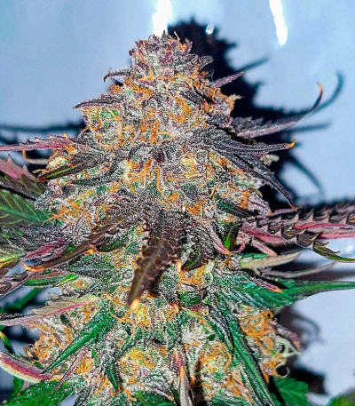 Семена сорта Super Glue #4 Auto fem (High Speed ​​Buds)