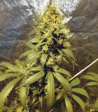 Семена конопли Super Glue (Anesia Seeds)