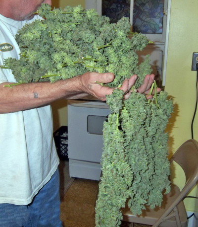 Семена сорта Thai Fantasy fem (Kannabia Seed Company)