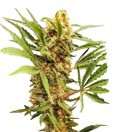 Семена сорта Dozy Cake fem (AlphaFem Seeds)