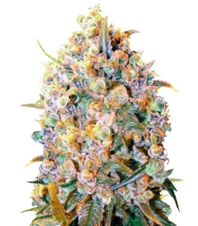 Семена сорта Bigger Bud fem