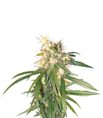 Семена сорта Hashplant Haze reg (DNA Genetics)