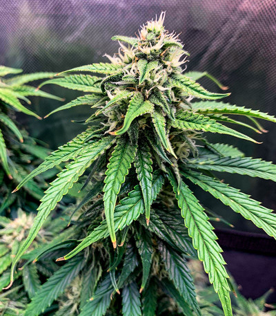 Семена сорта Astral Auto fem (Семяныч)