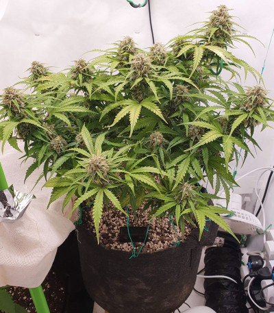 Семена сорта Auto Cinderella Jack fem (Dutch Passion)