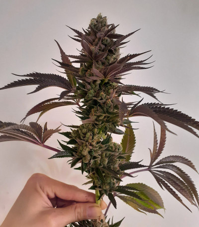 Семена сорта Banana Purp fem (Medical Seeds)