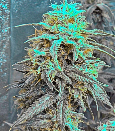 Семена сорта Big Band Max Auto