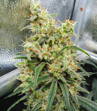 Семена сорта Dozy Whale fem (AlphaFem Seeds)