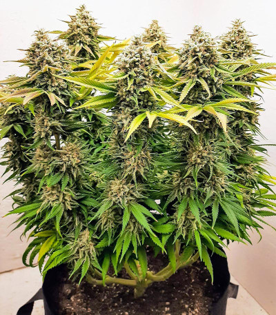Семена сорта Gorilla Girl fem (Sweet Seeds)
