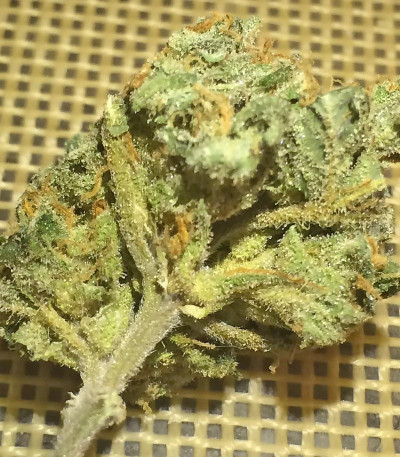 Семена сорта Krippleberry Auto fem (Dr. Krippling Seeds)