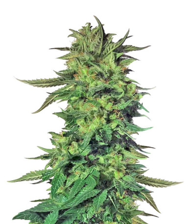 Микс семян конопли Indica Photo Mix fem (Семяныч)