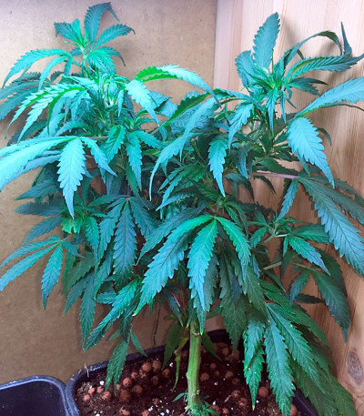 Семена сорта White Domina fem (Kannabia Seed Company)