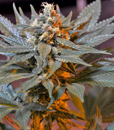 Семена сорта Cream Caramel F1 Fast Version fem (Sweet Seeds)