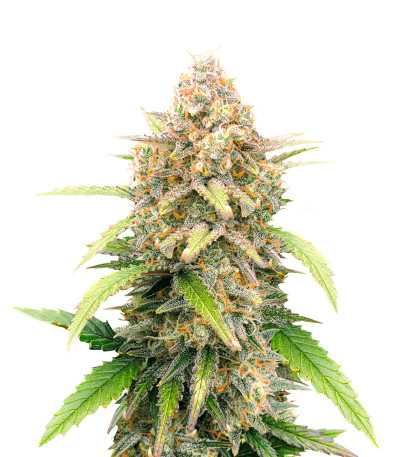 Микс семян конопли Sativa Auto Mix fem (Семяныч)